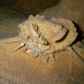 Dans un recoin de la grotte de Gratte-Chèvre, Antony nous montre un crabe calcifié (?)