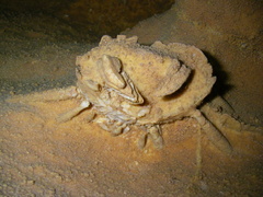 Dans un recoin de la grotte de Gratte-Chèvre, Antony nous montre un crabe calcifié (?)